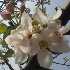 Елена Тодорова