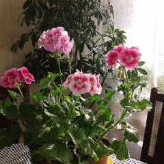 Мария Миткова