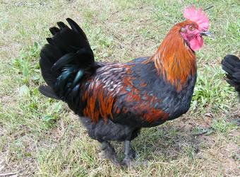 Петльовден - как петлите спасяват момчетата