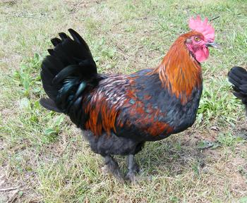 Петльовден - как петлите спасяват момчетата