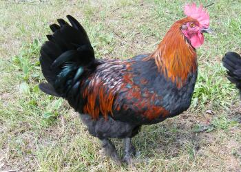 Петльовден - как петлите спасяват момчетата