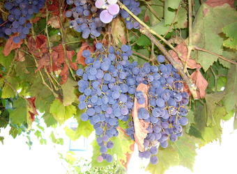 Зарезан е - ти изпи ли си виното?