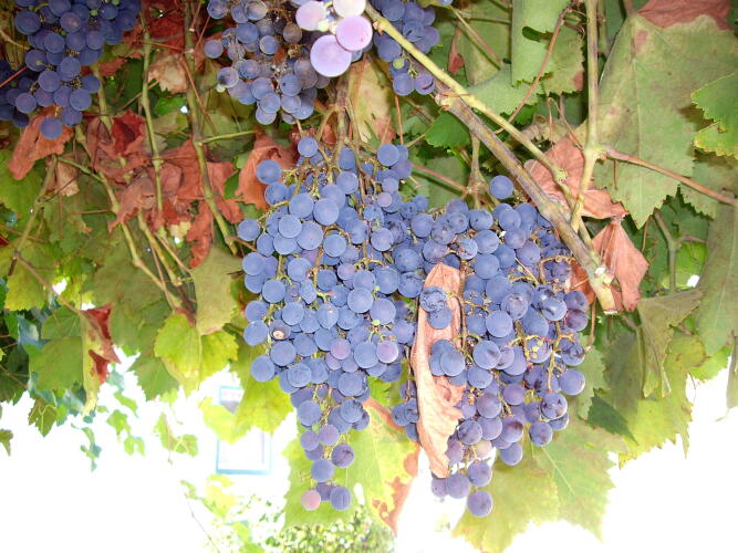 Зарезан е - ти изпи ли си виното?