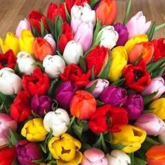 Таня Бойчева