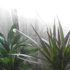 Росица Атанасова