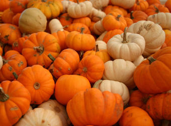 Тиквата - пръв приятел на диетите