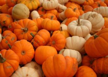 Тиквата - пръв приятел на диетите